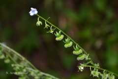 Cynoglossum zeylanicum